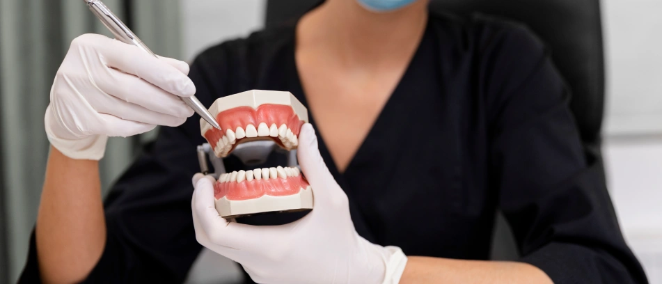 Dentist holding dentures model with dental tool